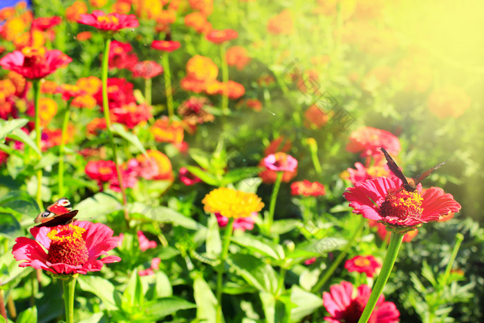 蝴蝶孔雀眼睛收集花蜜Zinnia蝴蝶花蝴蝶孔雀眼睛收集花蜜Zinnia蝴蝶花夏天蝴蝶阳光明媚的夏天热夏天阳光明媚的射线下降花床上