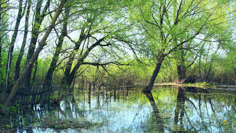 景观与洪水沼泽地春天春天视图水风景景观与洪水沼泽地春天春天视图水风景洪水与褪色柳和灌木