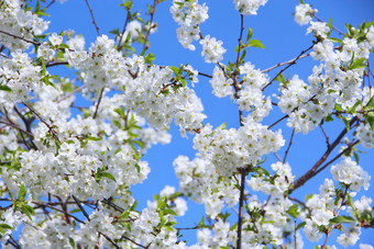 开花樱桃树白色花开花樱桃树<strong>春天</strong>樱桃开花<strong>春天</strong>白色花樱桃树<strong>春天</strong>