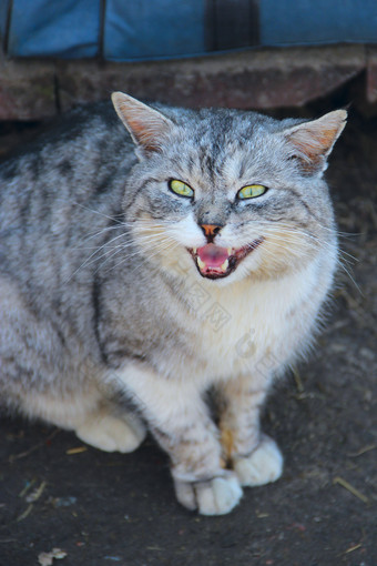 猫发出嘶嘶声保护反应猫动物的鼻口苏格兰直猫愤怒的猫猫发出嘶嘶声保护反应猫