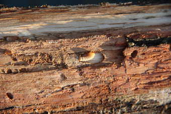 幼虫木蛀虫生活下松树皮常见的家具甲虫白色幼虫木蛀虫生活下松树皮常见的家具甲虫昆虫害虫