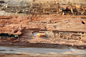 幼虫木蛀虫生活下松树皮常见的家具甲虫幼虫木蛀虫生活下松树皮常见的家具甲虫昆虫害虫