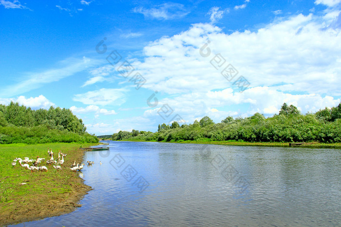 夏天景观与河和放牧鹅群鹅啃食草附近河河与国内鹅农村景观鹅哼草附近河夏天景观与河和放牧鹅