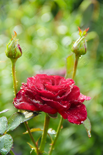 红色的玫瑰花园模糊的绿色背景复制空间与自然背景美丽的花玫瑰花为假期复制痉挛为文本红色的玫瑰花园模糊的绿色背景复制空间