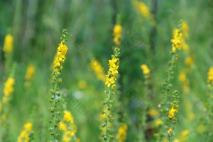 黄色的花agrimoniaeupatoria开花场Herbal植物常见的龙牙草agrimoniaeupatoria常见的龙牙草黄色的花关闭药用植物黄色的花agrimoniaeupatoria开花场药用