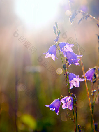 蓝铃<strong>花</strong>黎明射线不断上升的<strong>太阳</strong>美丽的紫色的<strong>花</strong>蓝铃<strong>花</strong>阳光早....<strong>太阳</strong>野<strong>花</strong>黎明<strong>太阳</strong>射线秋天<strong>花</strong>蓝铃<strong>花</strong>美丽的紫色的<strong>花</strong>蓝铃<strong>花</strong>阳光<strong>花</strong>风铃