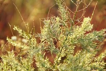 分支机构芦笋officinalis早....<strong>露水</strong>绿色叶子芦笋officinalis与滴<strong>露水</strong>黎明分支机构芦笋officinalis早....<strong>露水</strong>