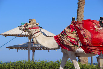 白色骆驼走骆驼领导皮带埃及埃及散步骆驼动物为游览反刍动物动物白色骆驼领导皮带埃及