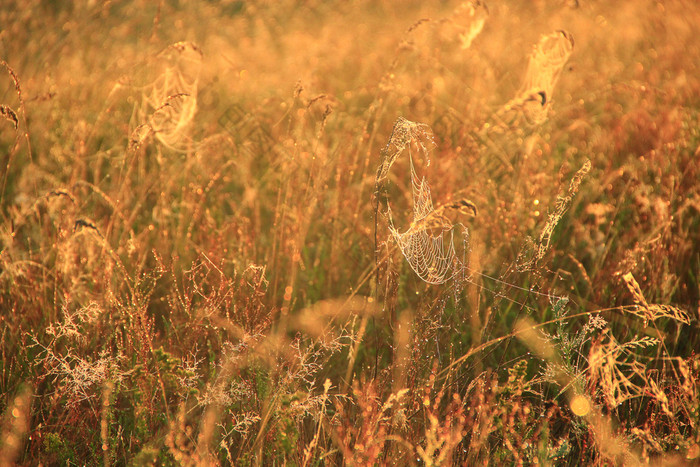 夏天景观与场草和蜘蛛网太阳光黎明夏天场黎明滴露水草黎明夏天场乌贼夏天景观与场草和蜘蛛网太阳光黎明