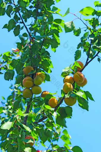 杏子挂树收获成熟的水果挂树分支机构与新鲜的杏子树夏天收获分支机构与新鲜的杏子树夏天收获
