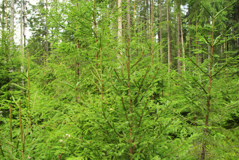 野生绿色森林与高梳理泰加林密集的森林松柏科的木野生绿色森林与梳理密集的木