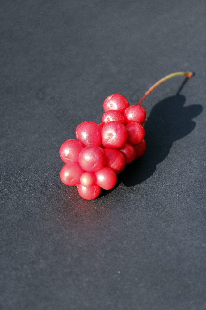 浆果五味子属铺设黑色的背景五味子属成熟的和红色的水果维生素浆果五味子属铺设黑色的背景