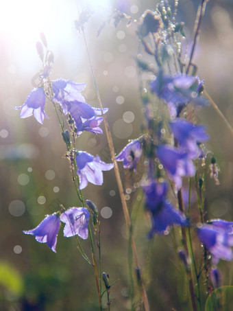 蓝铃<strong>花</strong>黎明射线不断上升的太阳美丽的紫色的<strong>花</strong>蓝铃<strong>花</strong>阳光早....太阳野<strong>花</strong>黎明太阳射线秋天<strong>花</strong>蓝铃<strong>花</strong>蓝铃<strong>花</strong>美丽的<strong>花</strong>淡紫色野风信子阳光明媚的射线<strong>花</strong>风铃