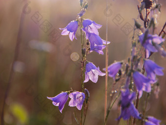 蓝铃花滴露水花风铃美丽的紫色的花蓝铃花覆盖滴早....露水早....凉爽野花黎明花与滴水蓝铃花滴露水花风铃野花黎明