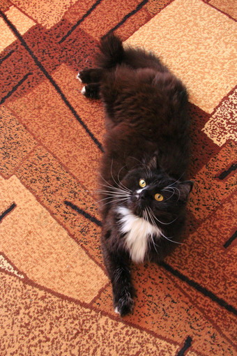 黑色的猫铺设<strong>地毯</strong>黑色的猫与白色领带坐着<strong>地毯</strong>房间不错的宠物黑色的猫铺设<strong>地毯</strong>房间不错的宠物