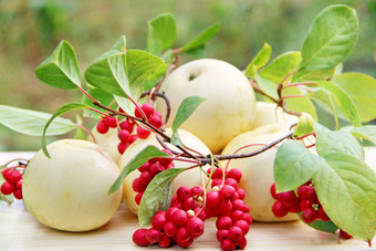 红色的五味子属和白色苹果仍然生活与集群成熟的五味子属和白色苹果收获与红色的五味子属对植物与成熟的水果和苹果五味子属omija韩国红色的五味子属和白色苹果仍然生活与成熟的五味子属和苹果
