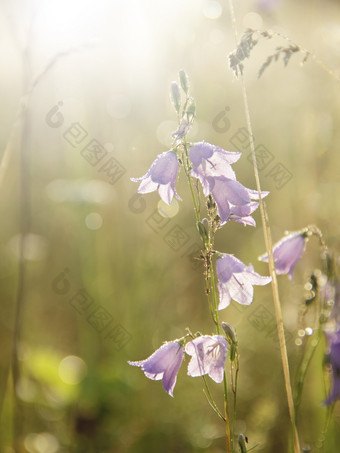 蓝铃<strong>花</strong>黎明射线不断上升的太阳美丽的紫色的<strong>花</strong>蓝铃<strong>花</strong>阳光早....太阳野<strong>花</strong>黎明太阳射线秋天<strong>花</strong>蓝铃<strong>花</strong>蓝铃<strong>花</strong>美丽的<strong>花</strong>淡紫色野风信子阳光明媚的射线<strong>花</strong>风铃