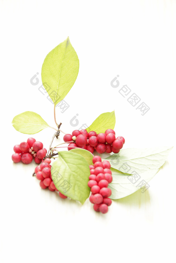分支机构红色的五味子属集群成熟的五味子属作物有用的植物水果五味子属对植物白色背景五味子属omija韩国分支机构红色的五味子属集群成熟的五味子属白色背景
