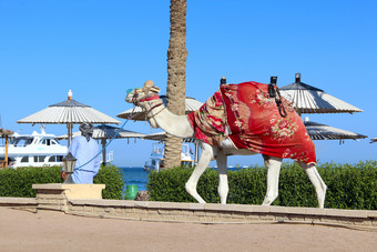 阿拉伯领先的骆驼皮带在领土酒店在度假者埃及散步骆驼动物为游览反刍动物动物阿拉伯领先的骆驼皮带在领土酒店在度假者