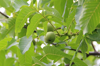 胡桃雷吉亚水果成熟在绿色树叶树螺母日益增长的树分支绿色螺母和叶子树胡桃雷吉亚水果成熟在绿色树叶树螺母日益增长的分支