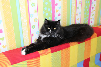 懒惰的黑色的猫<strong>铺设</strong>彩色的回来沙发黑色的和白色猫<strong>铺设</strong>回来沙发与彩色的织物多北极动物有休息黑色的猫<strong>铺设</strong>彩色的回来沙发多北极动物有休息