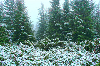 密集的绿色森林与冷杉树后第一个雪一年悲观的冷杉森林森林景观自然景观有雾的沉默木梳理木<strong>松柏</strong>科的木山<strong>松柏</strong>科的木山森林与冷杉后第一个雪一年