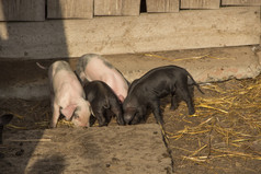 小色彩斑斓的猪运行周围农场集团婴儿猪院子里年轻的婴儿小猪寻求某物农场院子里小猪看为食物农场院子里小色彩斑斓的猪运行周围农场小猪看为食物院子里