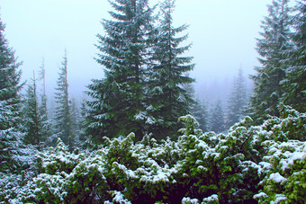 密集的绿色森林与冷杉树后第一个雪一年悲观的冷杉森林森林景观自然景观有雾的沉默<strong>木梳</strong>理木松柏科的木山松柏科的木山森林与冷杉后第一个雪一年