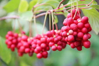分支机构红色的schisandrahanging行集群成熟的五味子属作物有用的植物红色的五味子属挂行绿色分支五味子属对植物与水果分支分支机构红色的五味子属挂行束成熟的五味子属