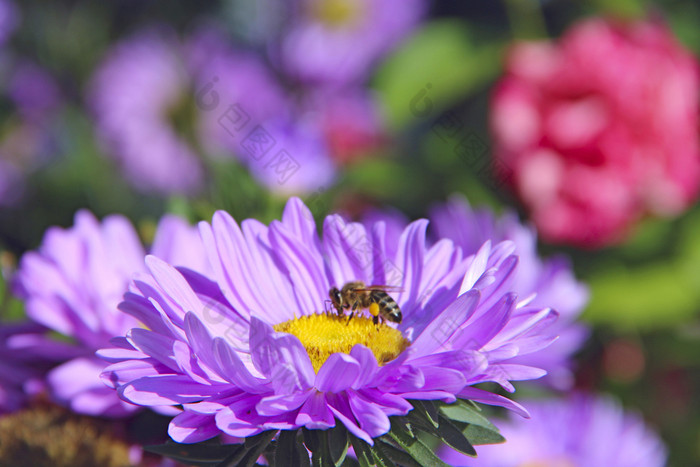 宏蜜蜂坐着蓝色的Aster盛开的花常见的蜜蜂特写镜头蜜蜂收集花蜜紫色的Aster盛开的花园有用的昆虫特写镜头蜜蜂收集花蜜紫色的Aster盛开的花园