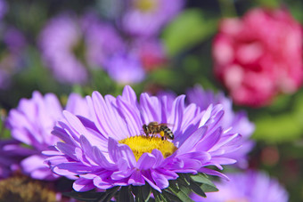 宏蜜蜂坐着蓝色的Aster<strong>盛开</strong>的花常见的蜜蜂特写镜头蜜蜂收集花蜜紫色的Aster<strong>盛开</strong>的花园有用的昆虫特写镜头蜜蜂收集花蜜紫色的Aster<strong>盛开</strong>的花园