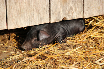 小猪铺设下栅栏农场黑色的猪睡觉稻草下栅栏有趣的年轻的猪小小猪铺设农场黑色的猪睡觉稻草下栅栏