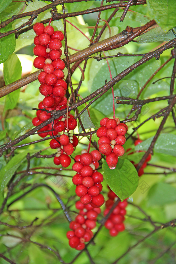 分支机构红色的五味子属集群成熟的五味子属作物有用的植物红色的五味子属挂行绿色分支五味子属对植物与水果分支分支机构红色的五味子属成熟的五味子属藤本植物花园