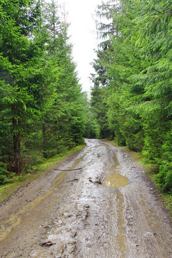 雨森林路与水坑和泥木在雨路之间的梳理在雨森林雨森林路与水坑和泥木在雨