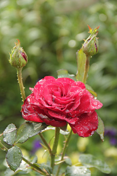 红色的玫瑰开花花园后雨美丽的花特写镜头盛开的花园美丽的花玫瑰覆盖多雨的滴盛开的夏天湿红色的玫瑰特写镜头红色的玫瑰开花花园后雨美丽的花特写镜头盛开的花园