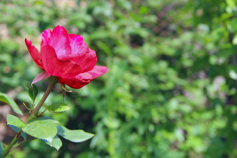 红色的玫瑰日益增长的<strong>花园</strong>美丽的花特写镜头开花<strong>花园</strong>美丽的花玫瑰盛开的夏天红色的玫瑰特写镜头红色的玫瑰日益增长的<strong>花园</strong>美丽的花特写镜头开花<strong>花园</strong>