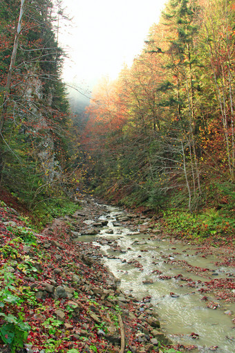 快山<strong>河</strong>流动通过森林狭窄的山<strong>河</strong>流动多山的区域森林美丽的<strong>风景</strong>与流快水快山<strong>河</strong>流动通过森林狭窄的山<strong>河</strong>流动森林