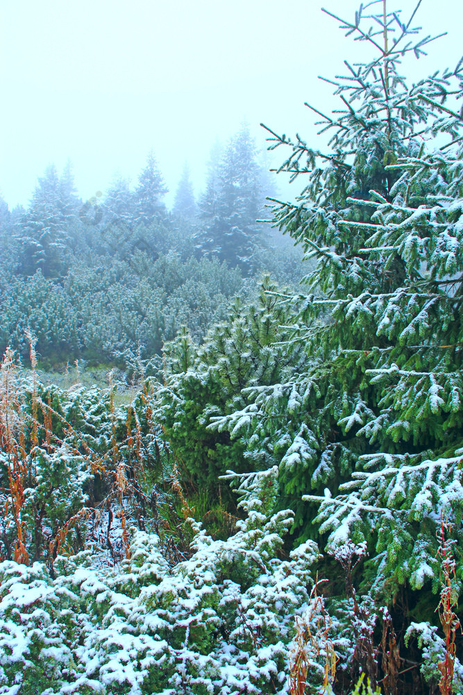 梳理分支机构覆盖与雪圣诞节树雪冬天森林童话语言美丽的树覆盖与雪森林森林覆盖雪梳理覆盖与雪下雪冬天森林