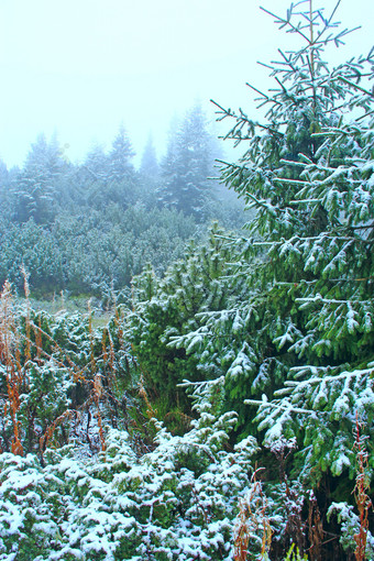 梳理分支机构覆盖与雪圣诞节树雪冬天森林童话语言美丽的树覆盖与雪森林森林覆盖雪梳理覆盖与雪下雪冬天森林