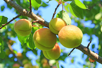 成熟的杏水果分支杏作物树两个成熟的杏水果开胃的成熟的杏子树分支与绿色叶子特写镜头水果日益增长的树夏天花园成熟的杏水果分支水果日益增长的树夏天花园