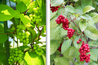 拼贴画与图片五味子属生绿色水果和成熟的红色的浆果植物概念过程成熟五味子属收获五味子属花园作物五味子属分支过程成熟五味子属收获五味子属花园
