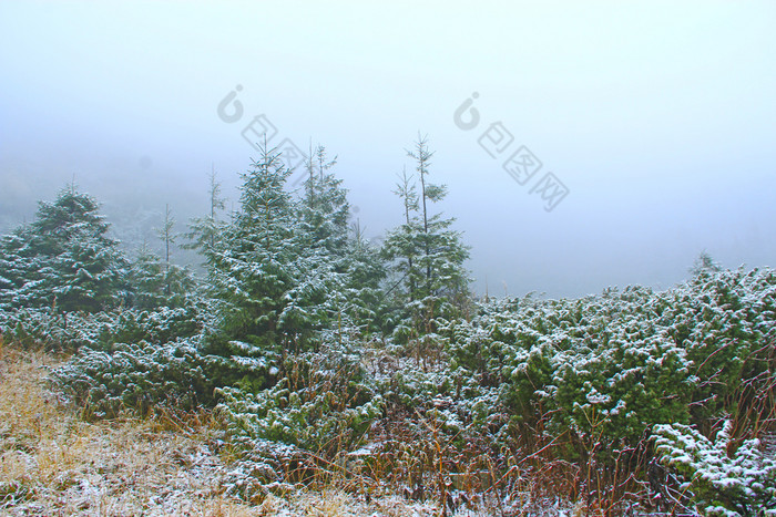 梳理分支机构和灌木瞻博网络覆盖与雪圣诞节树雪冬天森林童话语言美丽的树覆盖与雪森林野生森林覆盖雪梳理和灌木瞻博网络覆盖与雪野生森林覆盖雪