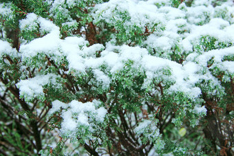 瞻博网络覆盖雪冬<strong>天山</strong>天气森林瞻博网络分支机构覆盖与湿雪瞻博网络覆盖雪冬<strong>天山</strong>天气森林