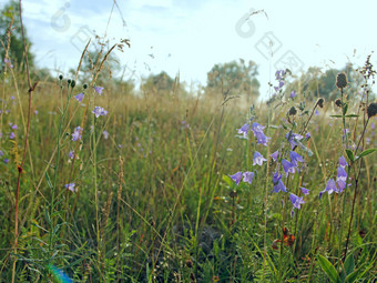 蓝铃花滴露<strong>水花</strong>风铃美丽的紫色的花蓝铃花覆盖滴早....露水早....凉爽野花黎明花与滴水蓝铃花滴露<strong>水花</strong>风铃野花黎明