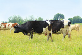 牛农场牧场国内动物放牧草农场动物牛农场牧场国内动物放牧草