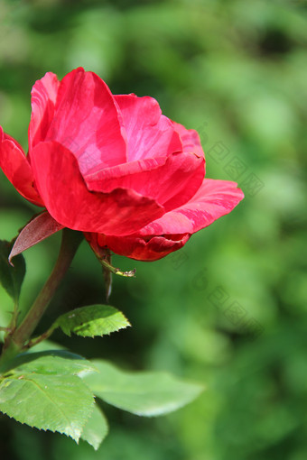 红色的<strong>玫瑰</strong>日益增长的花园美丽的花特写镜头开花花园美丽的花<strong>玫瑰</strong>盛开的夏天红色的<strong>玫瑰</strong>特写镜头红色的<strong>玫瑰</strong>日益增长的花园美丽的花特写镜头开花花园