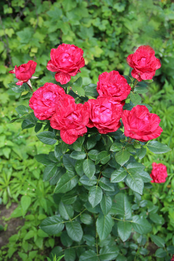 红色的玫瑰日益增长的花园美丽的花开花布什花园美丽的花玫瑰盛开的夏天花束红色的玫瑰红色的玫瑰日益增长的花园美丽的花开花布什花园