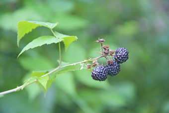 浆果黑色的树莓<strong>挂布</strong>什成熟的rubusoccidentalis分支特写镜头成熟的树莓收获rubusoccidentalis浆果黑色的树莓<strong>挂布</strong>什成熟的rubusoccidentalis分支