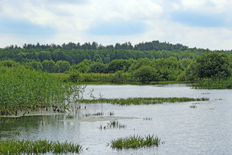 夏天景观与沼泽<strong>湖</strong>和森林自然与森林<strong>河</strong>和沼泽国家湿地景观沼泽水森林树景观沼泽地沼泽水树全景夏天景观与沼泽和<strong>湖</strong>沼泽地沼泽水树全景