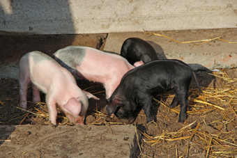 小猪玩和快乐的运行农场院子里有趣的猪婴儿小猪玩院子里小猪生活农场村小猪玩和快乐的运行农场院子里